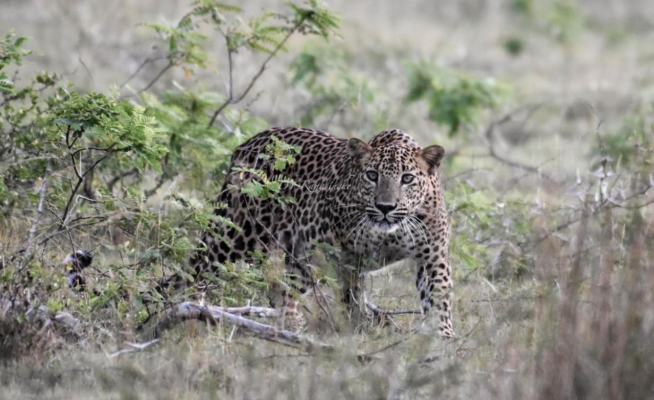 Camp Leopard - Yala Safari Glamping Ξενοδοχείο Εξωτερικό φωτογραφία