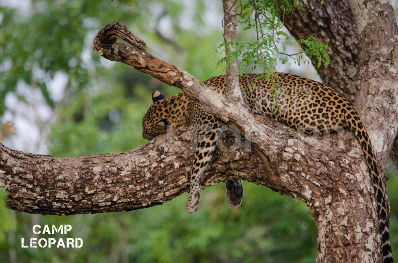 Camp Leopard - Yala Safari Glamping Ξενοδοχείο Εξωτερικό φωτογραφία
