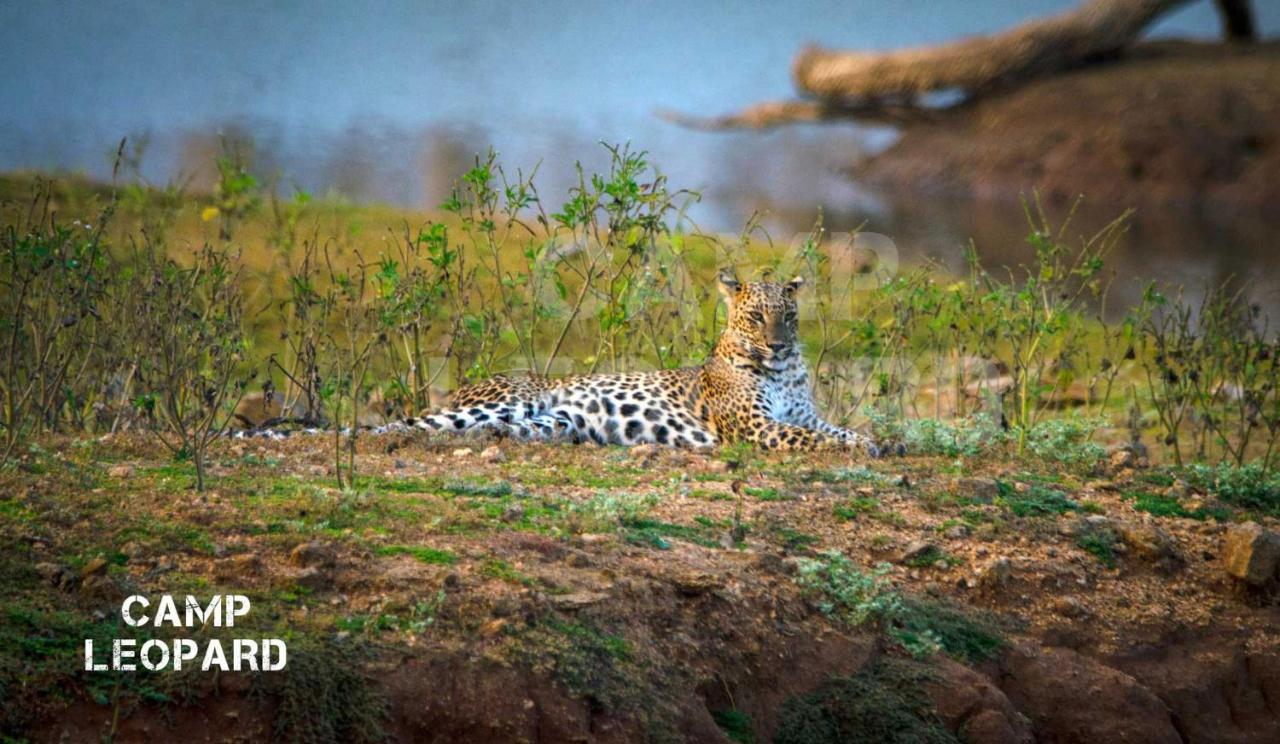 Camp Leopard - Yala Safari Glamping Ξενοδοχείο Εξωτερικό φωτογραφία