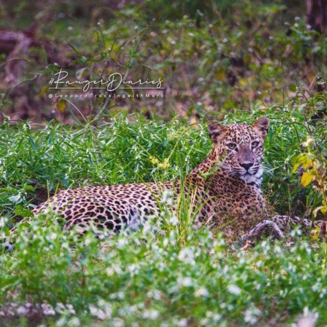 Camp Leopard - Yala Safari Glamping Ξενοδοχείο Εξωτερικό φωτογραφία