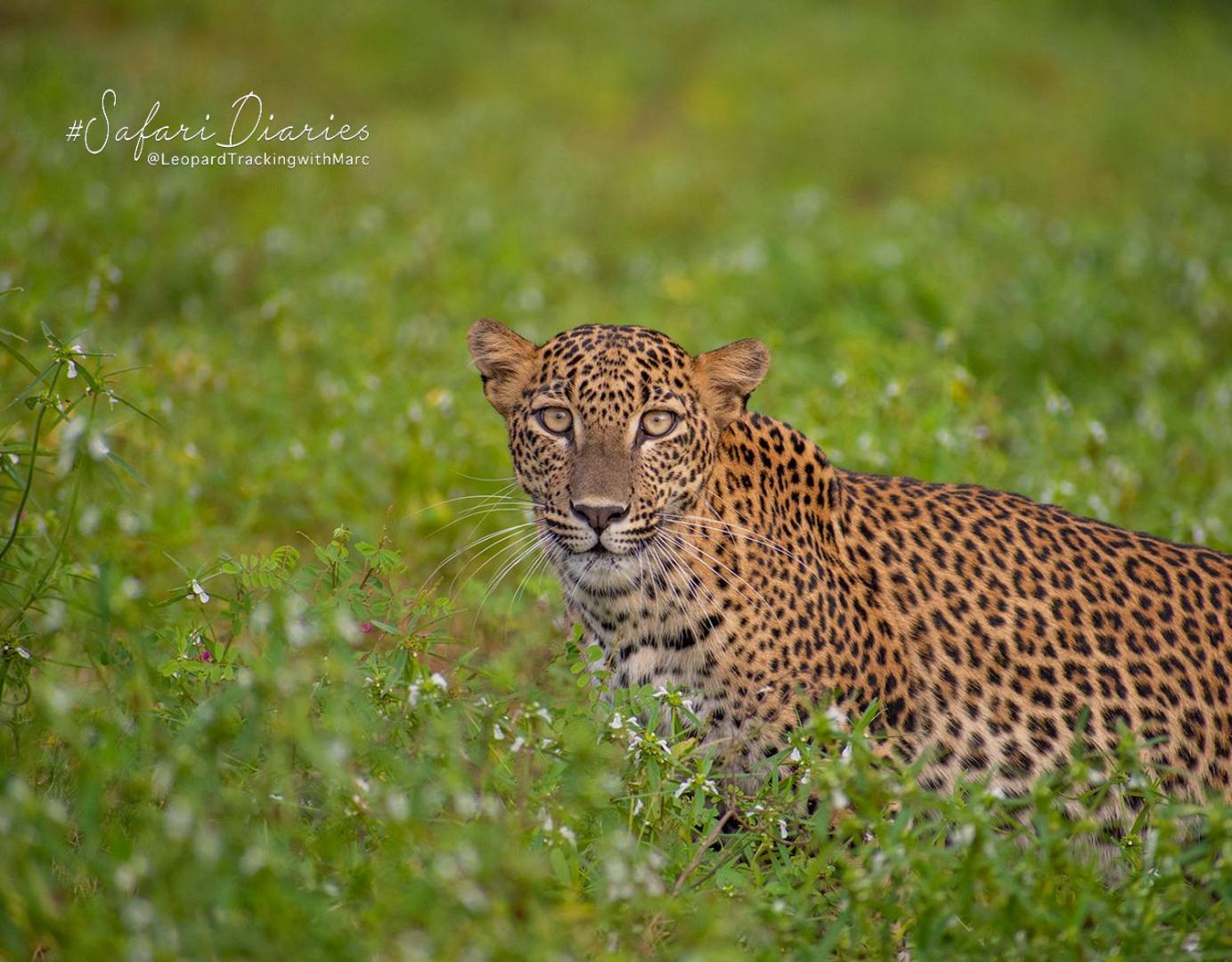 Camp Leopard - Yala Safari Glamping Ξενοδοχείο Εξωτερικό φωτογραφία