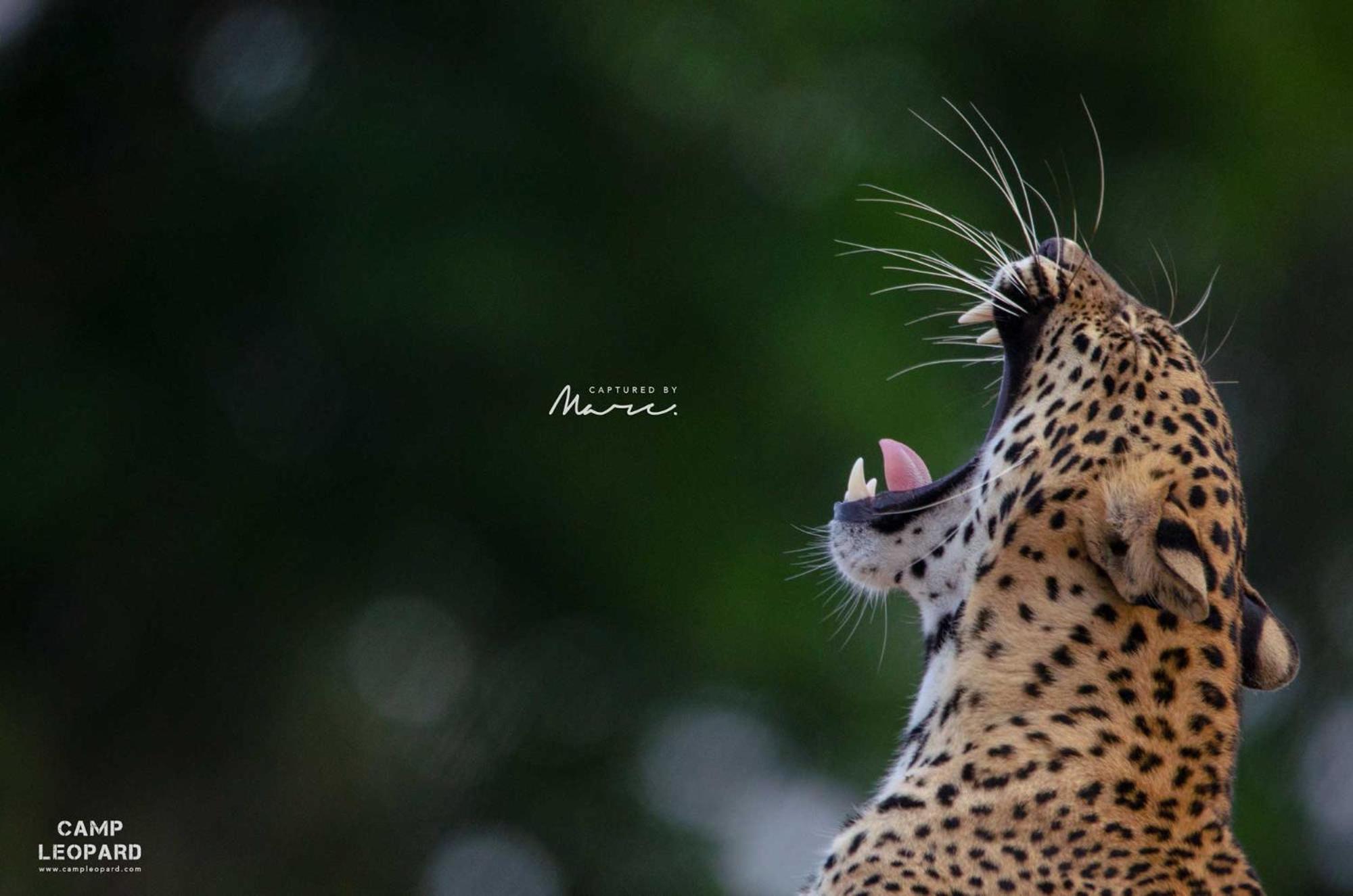 Camp Leopard - Yala Safari Glamping Ξενοδοχείο Εξωτερικό φωτογραφία