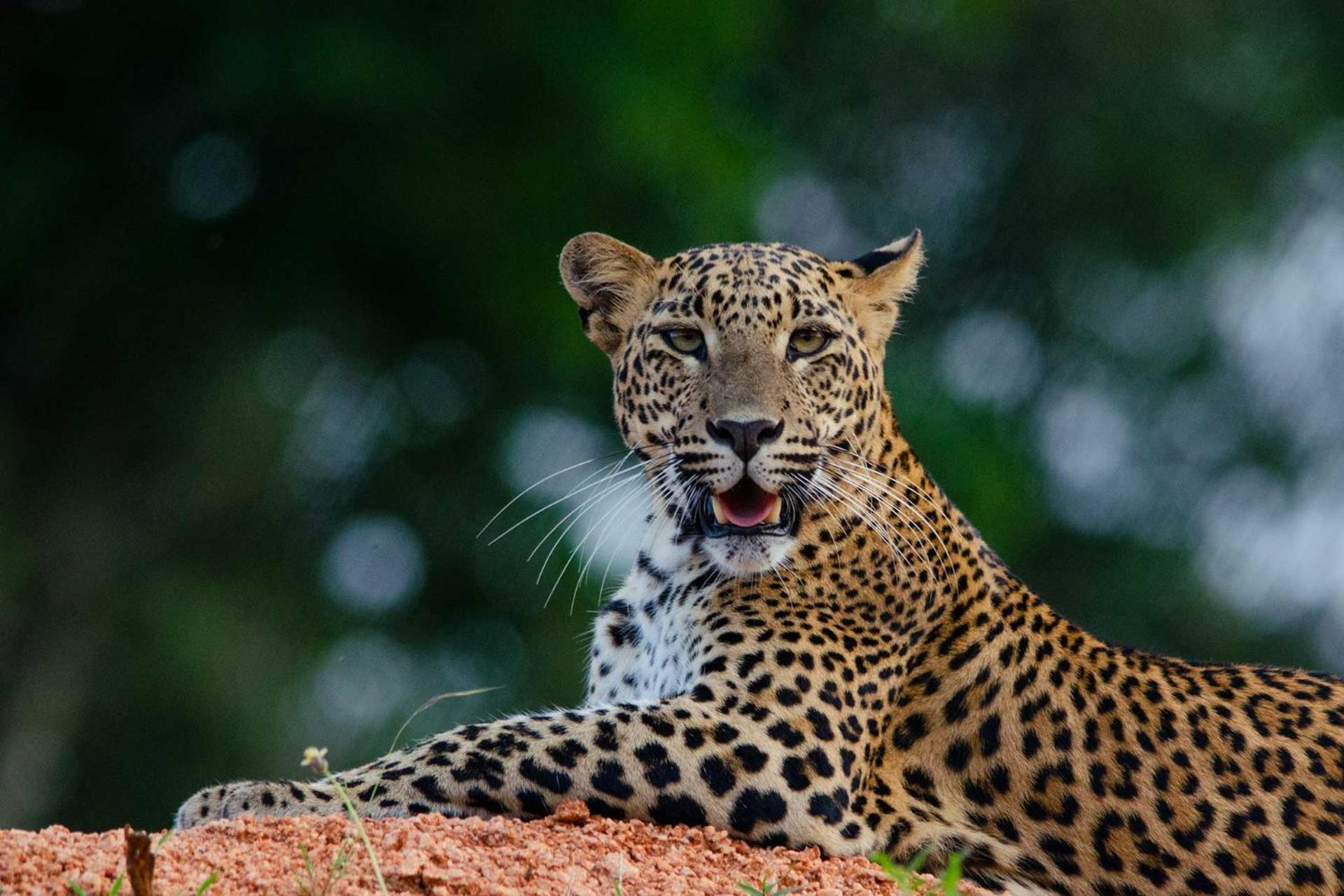 Camp Leopard - Yala Safari Glamping Ξενοδοχείο Εξωτερικό φωτογραφία